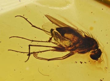 Ambre baltique - Lot de 3 pièces avec des inclusions, Antiquités & Art