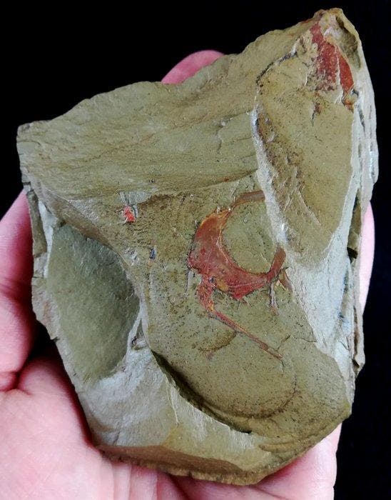 Primitieve echinoderm - Stylophora!!! - Gefossiliseerd dier, Collections, Minéraux & Fossiles