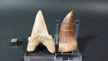 Haai en Mosasaurus - Fossiele tanden - Otodus Obliquus y