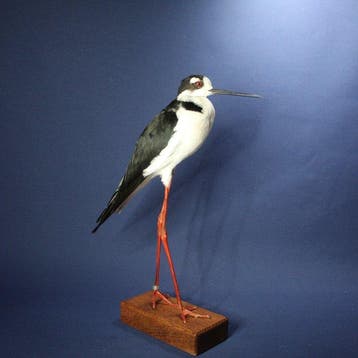 Mexicaanse steltenloper Taxidermie volledige montage -, Nieuw