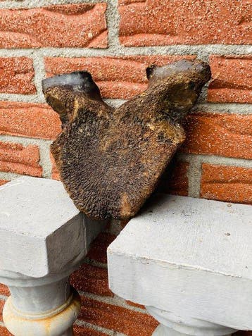 Wolharige mammoet - Fossiel wervelbot - Mammuthus, Verzamelen, Mineralen en Fossielen