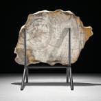 Étonnante tranche de bois pétrifié sur un support