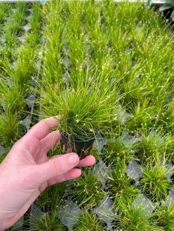 Eleocharis Parvulus (Aquariumplanten, Aquarium producten), Verzenden, Plant(en), Steen of Hout