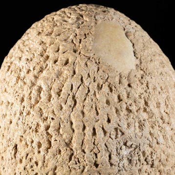 olifantenvogel-ei - indrukwekkend museumstuk - Ei -, Nieuw