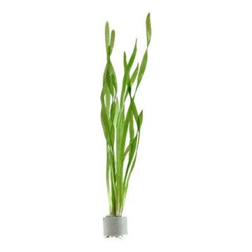 Tropica  Vallisneria americana Asiatica, Dieren en Toebehoren, Verzenden, Nieuw