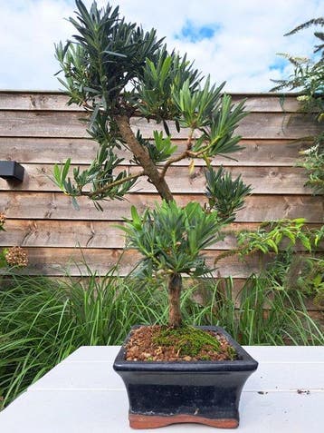 Bonsaï Pin des Bouddhistes (Podocarpus macrophyllus) -