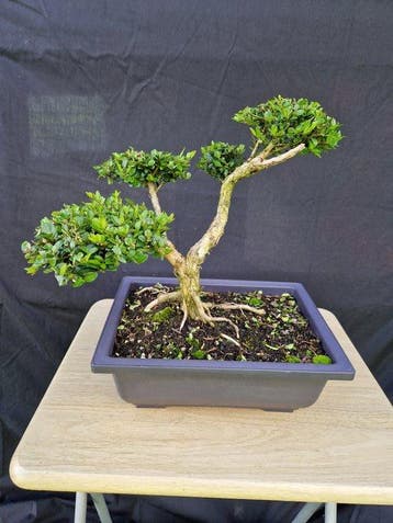 Kamperfoelie - Hoogte (boom): 29 cm - Diepte (boom): 36 cm -