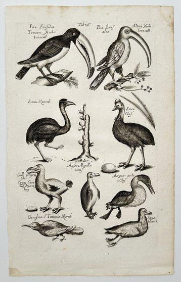 Joannes Jonstonus (1603–1675) / Matthäus Merian - Exotic and