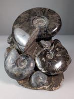 Ammoniet met hematietmineralisatie en pyrietsporen -