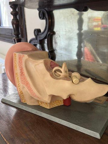 Anatomisch model - Somso plastic - 1950-1960