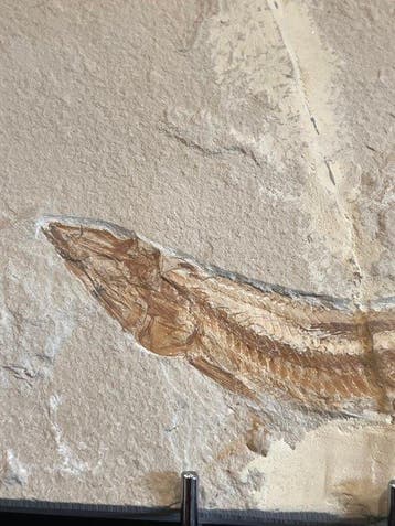Poisson fossile - Squelette fossile - Prionolepsis - 11 cm -
