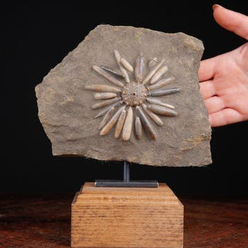 Fossiel Echinoïde op matrix - Asterocidaris Bistriata -