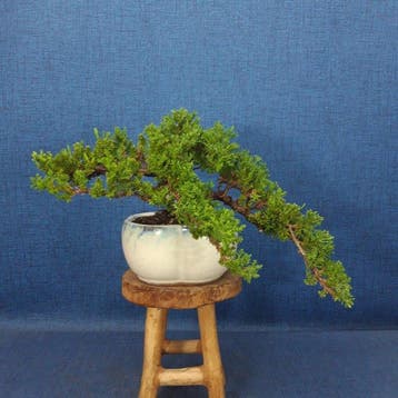 Bonsaï Genévrier (Juniperus) - Hauteur (arbre) : 13 cm -