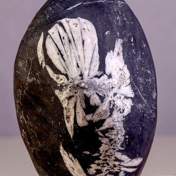 Pierre chrysantheme en andalousite - Pierre de fleur fossile, Collections, Minéraux & Fossiles