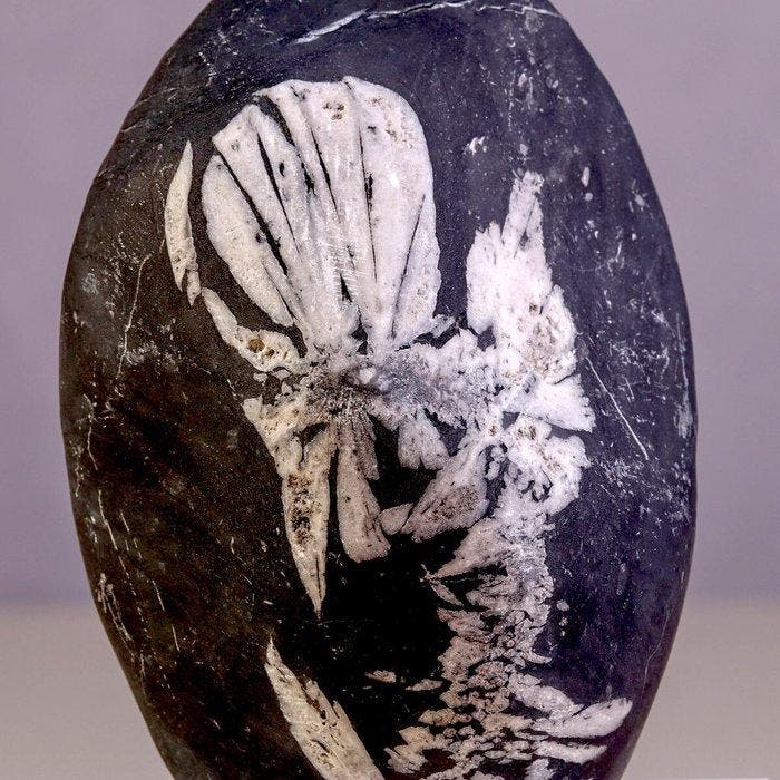 Pierre chrysantheme en andalousite - Pierre de fleur fossile, Collections, Minéraux & Fossiles
