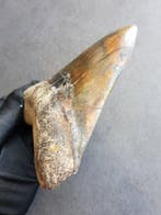 Megalodon - Fossiele tand - 137 mm - 107 mm