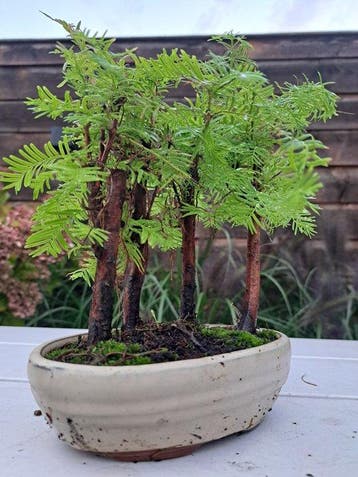 metasequoia bos in bonsaischaal - Hoogte (boom): 18 cm -