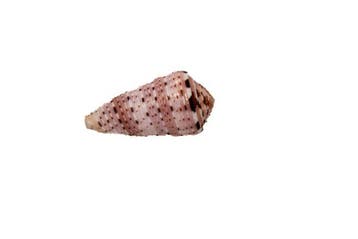 Kleurrijk verzamelobject: Conus aurisiacus (45 mm) –