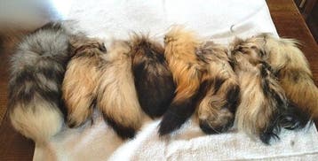 Renard roux Support de corps entier pour taxidermie - Vulpes
