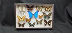 World multi butterflies ex French Mr Amédro Collection