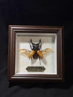 Odontolabis elegans Taxidermie wandmontage - Odontolabis