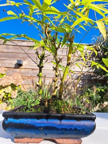 Boeddhas buik bamboe (Bambusa ventricosa) bonsai - Hoogte