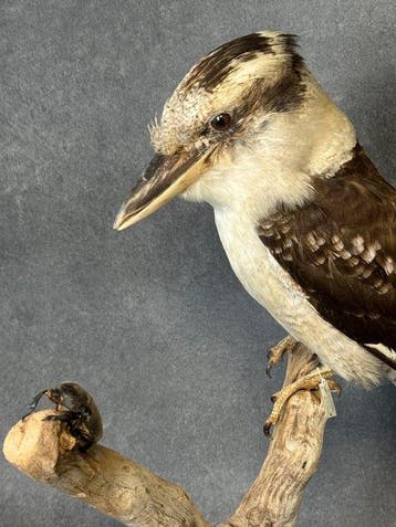 lachende kookaburra Taxidermie volledige montage - Dacelo, Collections