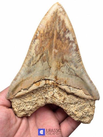 Edelsteenkwaliteits, grote Megalodon-tand van 13,4 cm uit, Verzamelen