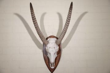 Waterbok Schedel - Kobus ellipsiprymnus defassa - 88 cm - 51, Nieuw