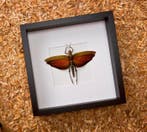 Grasshopper Taxidermie volledige montage - Tropidacris dux -, Antiek en Kunst