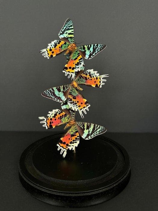 Madagascan Moon Moth Support de corps entier pour taxidermie, Antiquités & Art, Curiosités & Brocante