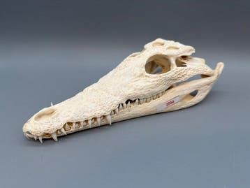 Nijlkrokodil Schedel - Crocodylus niloticus - 6 cm - 11 cm -, Nieuw