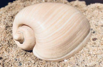 escargot de mer Coquillage marin - Cymbium olla (Sans prix