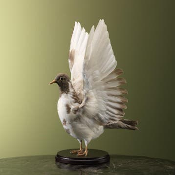Duif Taxidermie Opgezette Dieren By Max, Ophalen of Verzenden, Opgezet dier