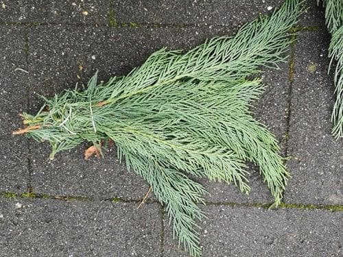 Kort coniferen groen ca. 10 cm bundel grijs groen, Hobby & Loisirs créatifs, Bricolage