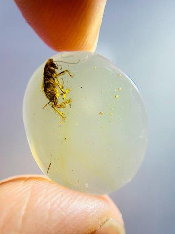 Natuurlijke insectenamber - Cicade - Barnsteen - prehistoric