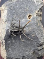Trilobiet - Gefossiliseerd dier - Spiny Trilobite Fossil on, Collections
