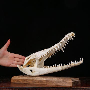 Siamees-krokodillenschedel op houten basis - Schedel van een