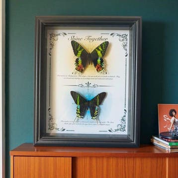 Vlinderexemplaar Taxidermie replica montage - Chrysiridia, Nieuw