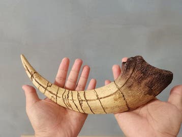 Monolophosaurus - Gefossiliseerd dier - Monolophosaurus, Verzamelen