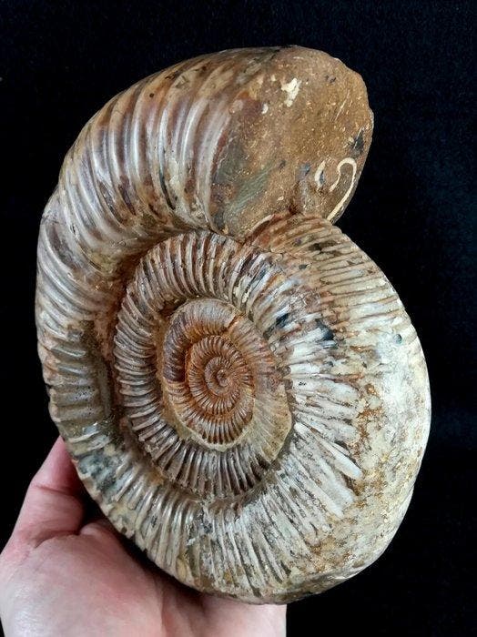Ammonite - Animal fossilisé - Kranaosphinctes roedereri, Collections, Minéraux & Fossiles