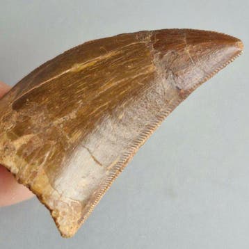 Dinosaurus - Fossiele tand - Carcharodontosaurus saharicus -, Verzamelen
