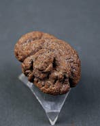 Verse poep - Gefossiliseerd dier - Coprolite (Zonder