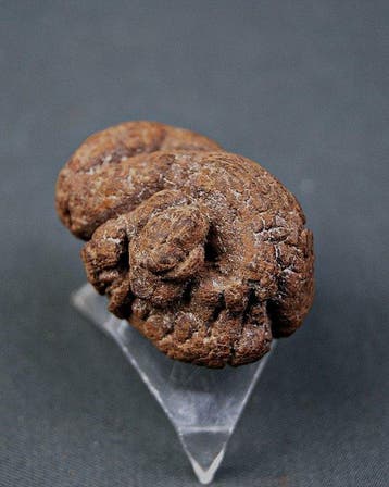 Verse poep - Gefossiliseerd dier - Coprolite (Zonder