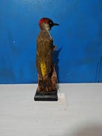 Pic vert Support de corps entier pour taxidermie - Picus, Verzamelen, Dierenverzamelingen, Nieuw