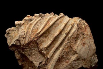 Fossiele matrix - Jeholosaurus - 21 cm - 15 cm