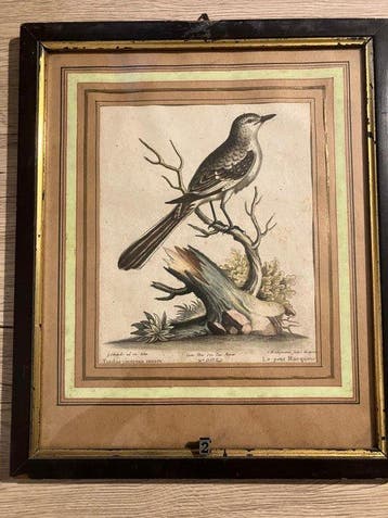 G. Edwards & J. M. Seligmann (XVIII) - Hand-painted