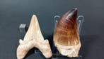 Requin et mosasaure - Dents fossiles - Otodus Obliquus y