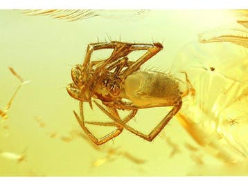 Amber - Barnsteen - Spider - 33 mm - 9 mm