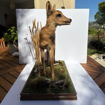 Faon de Cerf élaphe Support de corps entier pour taxidermie